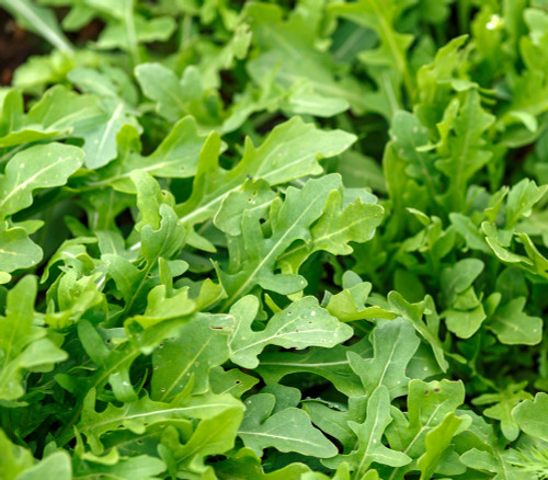 Eruca sativa - Runway Arugula Seeds Eruca sativa - Runway Arugula Seeds
