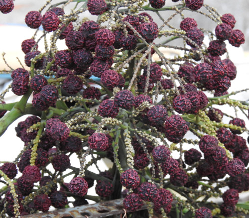 Elaeocarpus ganitrus - Rudraksha Tree Seeds