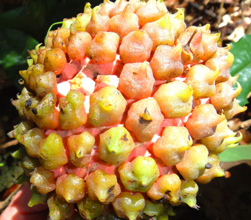 Duguetia lepidota - Yara Yara Seeds Duguetia lepidota - Yara Yara Seeds