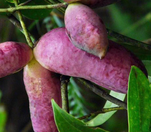 Holboellia latifolia - Sausage Vine Seeds