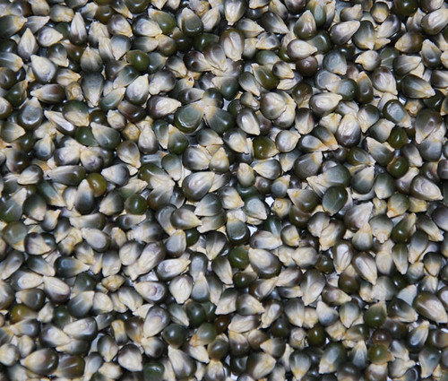 Popcorn, Emerald Green Seeds