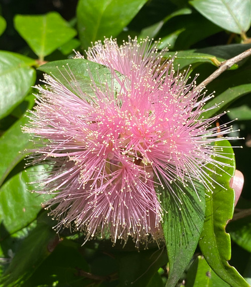 Syzygium wilsonii - Powderpuff Lilly Pilly Seeds