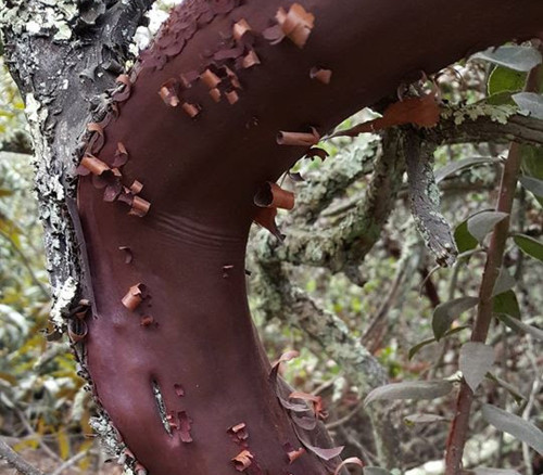 Arbutus menziesii - Madrone Seeds
