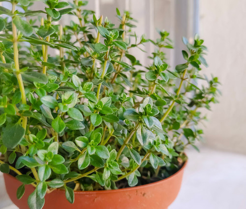 Thymus vulgaris - French Thyme Seeds