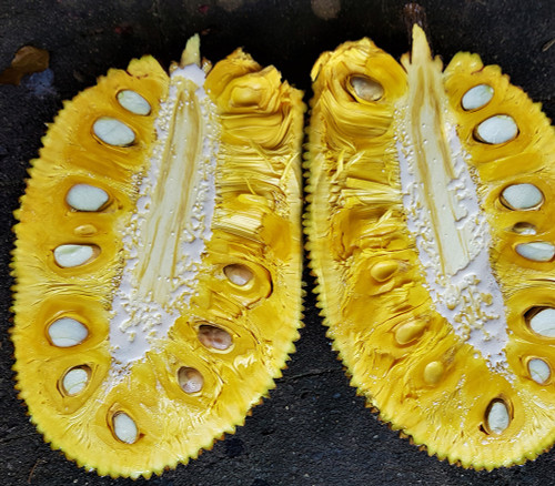 Artocarpus heterophyllus - Jackfruit Honey J33