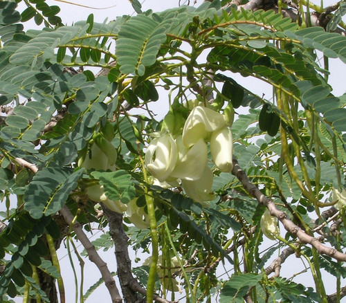 Sesbania grandiflora - Hummingbird Tree Seeds