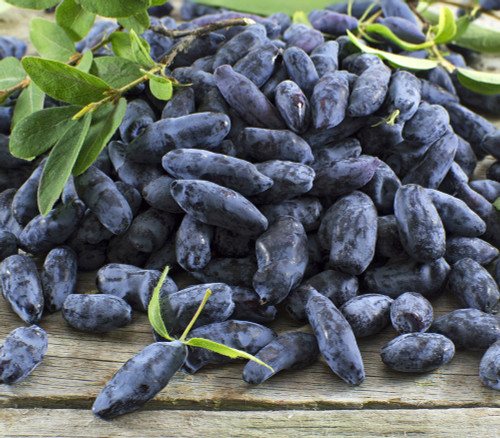 Lonicera caerulea - Blue Honeysuckle Seeds