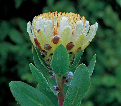 Protea mundii - Forest Sugarbush Seeds