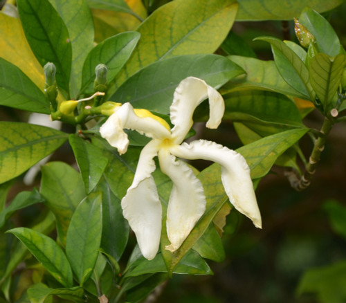 Tabernaemontana pachysiphon - Giant Pinwheel Flower