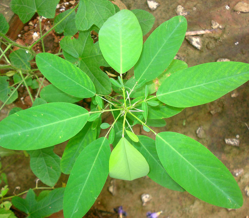 Codariocalyx motorius - Telegraph Plant Seeds