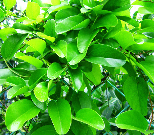 Tiliacora triandra - Yanang Seeds