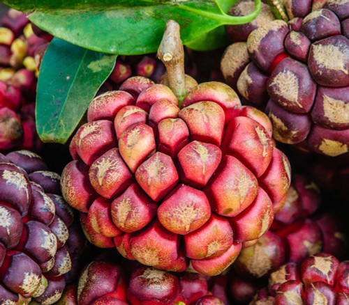 Kadsura coccinea - Kadsura Seeds