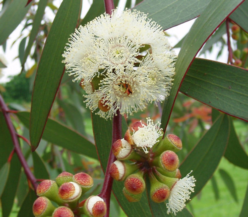 Eucalyptus pauciflora subsp. niphophila - Snow Gum Seeds Eucalyptus pauciflora subsp. niphophila - Snow Gum Seeds