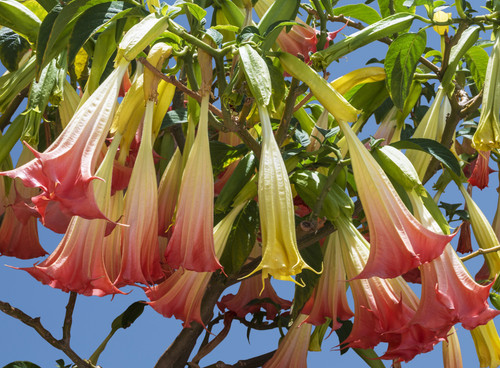 Brugmansia suaveolens - Pink Frost Brugmansia Seeds Brugmansia suaveolens - Pink Frost Brugmansia Seeds