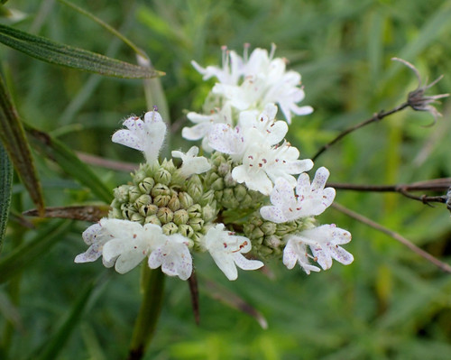 Pycnanthemum tenuifolium - Slender Mountain Mint