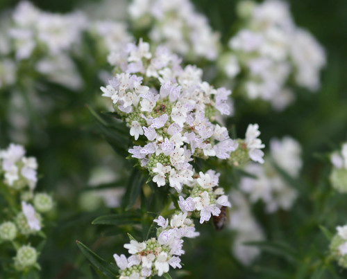 Pycnanthemum virginianum - Mountain Mint Seeds Pycnanthemum virginianum - Mountain Mint Seeds