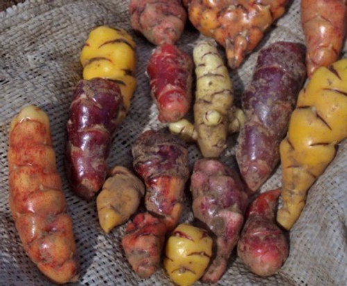 Oxalis tuberosa - Oca