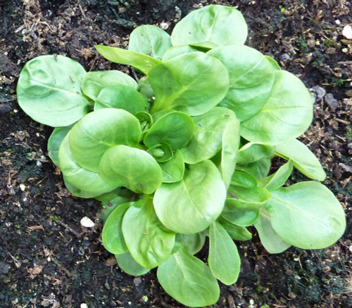 Valerianella locusta - Corn Salad Seeds