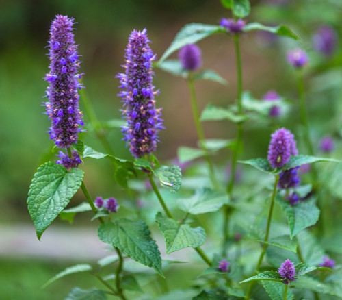 Agastache rugosa - Korean Mint Seeds Agastache rugosa - Korean Mint Seeds