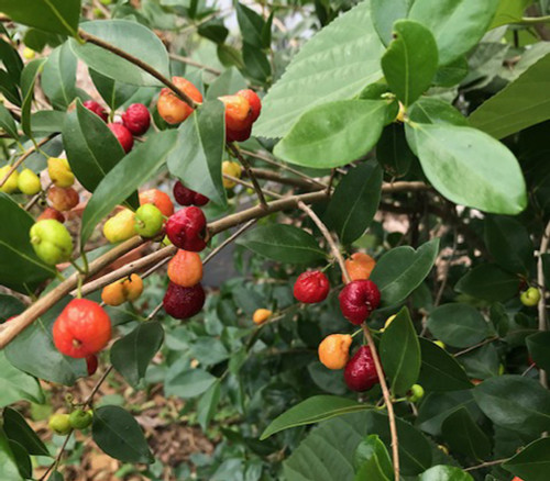 Eugenia repanda - Pitanga-Jambo Seeds Eugenia repanda - Pitanga-Jambo Seeds
