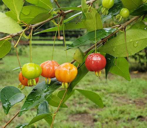 Eugenia uniflora dasyblasta - Dasyblasta Surinam Cherry Seeds Eugenia uniflora dasyblasta - Dasyblasta Surinam Cherry Seeds