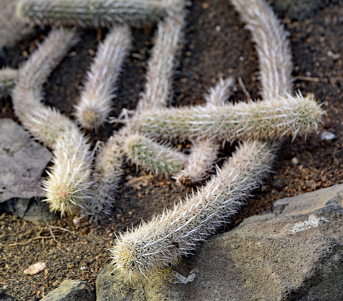 Stenocereus eruca - Creeping Devil Cactus