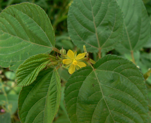 Corchorus olitorius - West African Sorrel Seeds