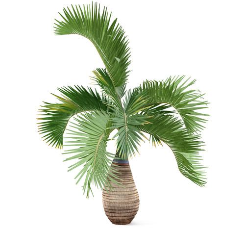 Hyophorbe lagenicaulis - Bottle Palm Seeds Hyophorbe lagenicaulis - Bottle Palm Seeds