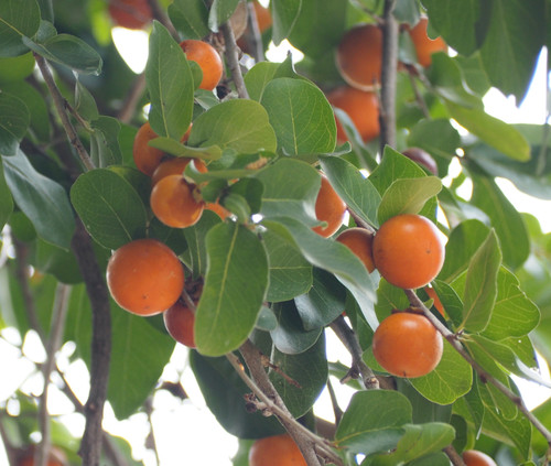 Diospyros ebenum - Ceylon Ebony Seeds