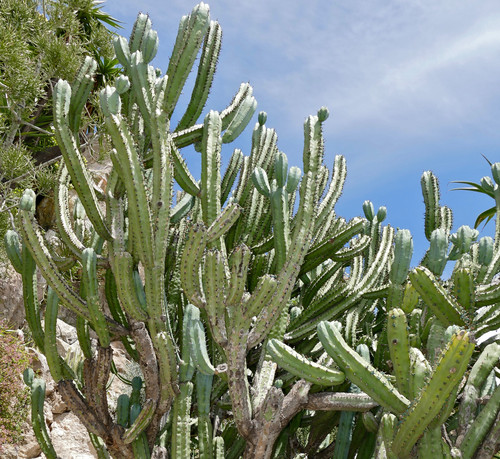 Myrtillocactus geometrizans - Blue Myrtle Cactus Seeds Myrtillocactus geometrizans - Blue Myrtle Cactus Seeds