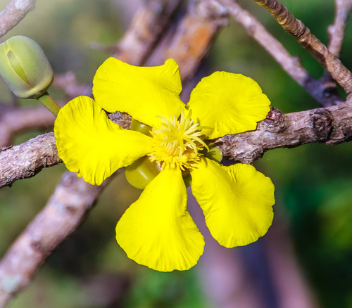 Dillenia obovata - Simpoh Seeds