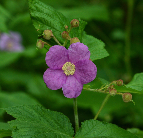 Rubus odoratus - Purple Flowering Raspberry Seeds