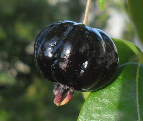 Eugenia uniflora - Zill's Surinam Cherry Seeds Eugenia uniflora - Zill's Surinam Cherry Seeds