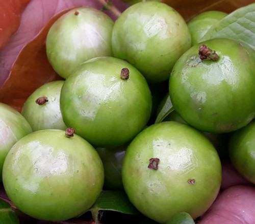 Plinia phitrantha - Jaboticaba Branca White Seeds