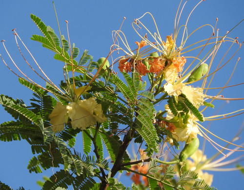Delonix elata - Creamy Peacock Flower Seeds