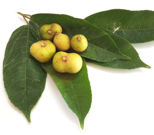 Protium serratum - Indian Red Pear Seeds