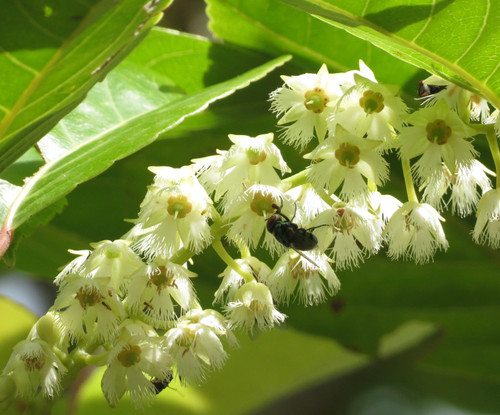 Elaeocarpus floribundus - Indian Olive Seeds