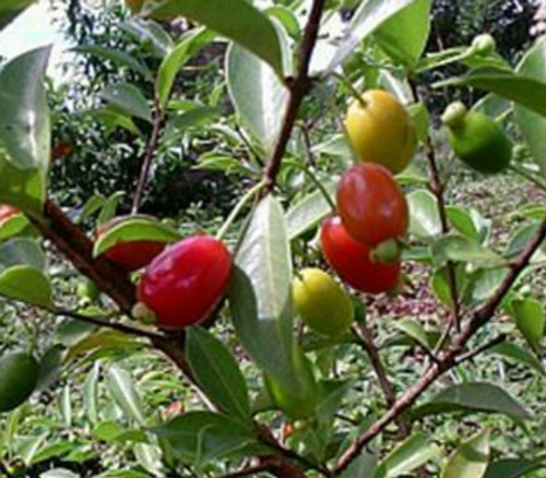 Eugenia observa - Pitanga de Perdiz Seeds