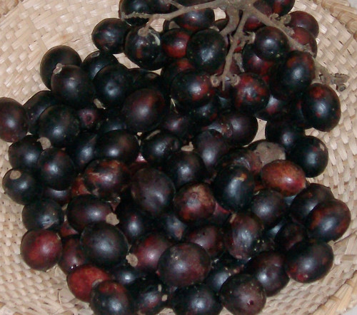 Trichoscypha acuminata - Indoya Seeds Trichoscypha acuminata - Indoya Seeds