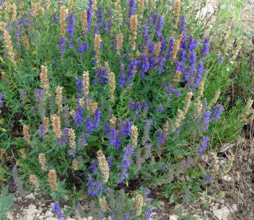 Lavandula latifolia - Spike Lavender Seeds Lavandula latifolia - Spike Lavender Seeds