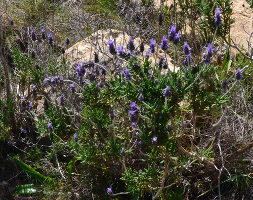 Lavandula dentata - French Lavender Seeds