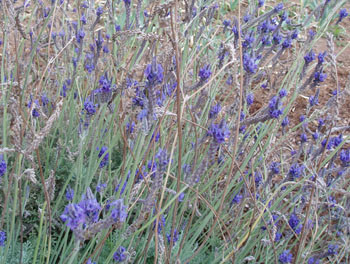 Lavandula angustifolia - Lavender, Blue Hidcote Seeds