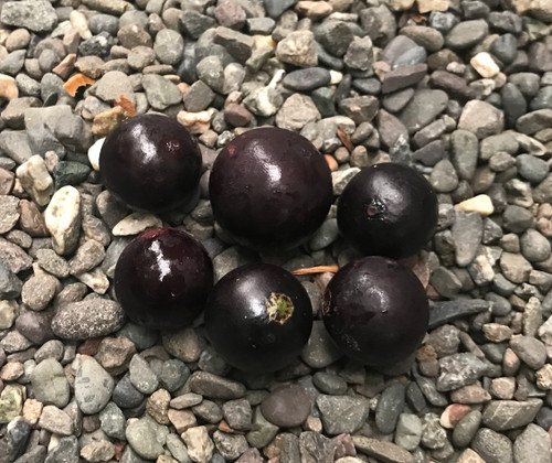Plinia coronata - Jaboticaba Seeds Plinia coronata - Jaboticaba Seeds