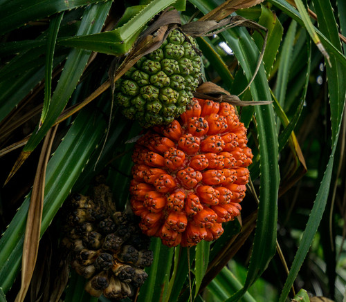 Pandanus odorifer - Fragrant Screwpine Seeds Pandanus odorifer - Fragrant Screwpine Seeds