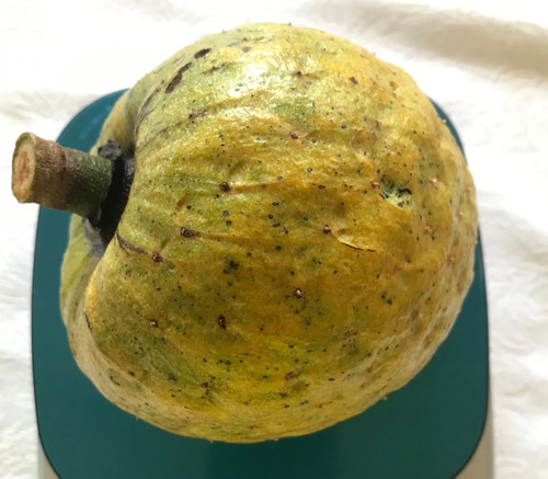 Annona salzmanii - Beach Sugar Apple Seeds Annona salzmanii - Beach Sugar Apple Seeds
