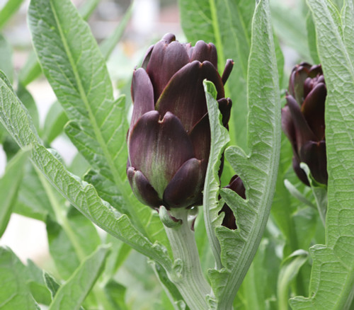 Purple Romagna Artichoke Seeds