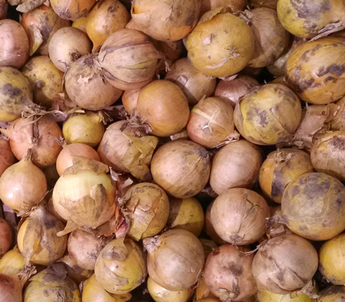 Texas Early Grano Onion Seeds