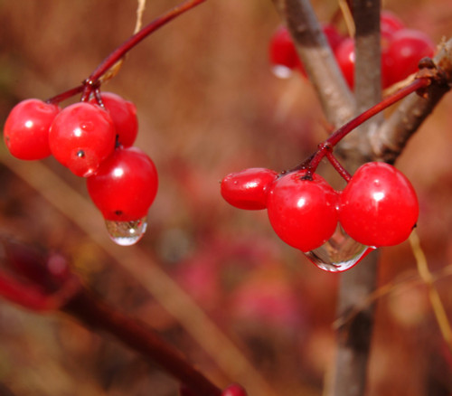 Viburnum edule - Mooseberry Seeds Viburnum edule - Mooseberry Seeds