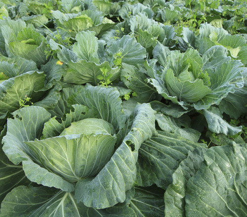 Morris Heading Collard Greens Seeds