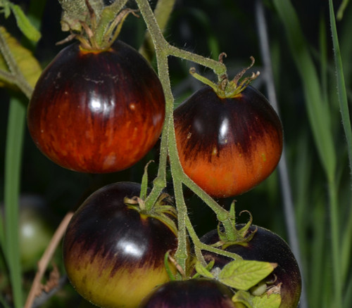 Dark Tiger Tomato